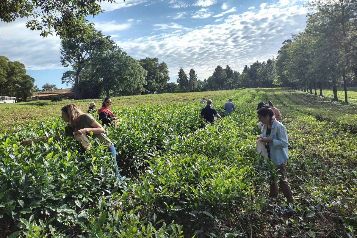 Why are these the 10 Largest Tea-Producing Countries in the World? Here is the Answer | Healthcare 360 Magazine