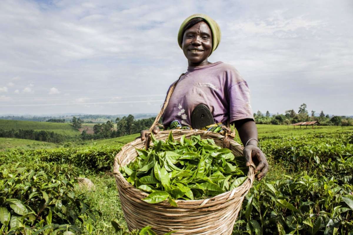 Why are these the 10 Largest Tea-Producing Countries in the World? Here is the Answer | Healthcare 360 Magazine