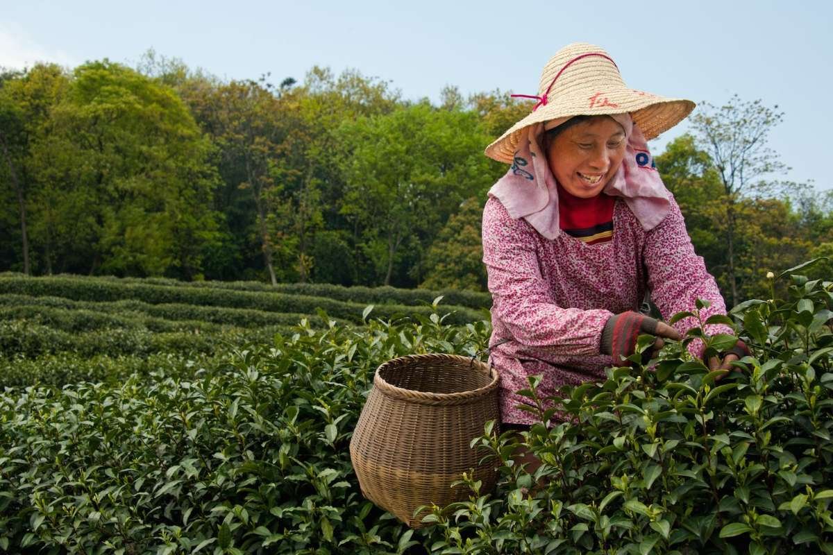Why are these the 10 Largest Tea-Producing Countries in the World? Here is the Answer | Healthcare 360 Magazine