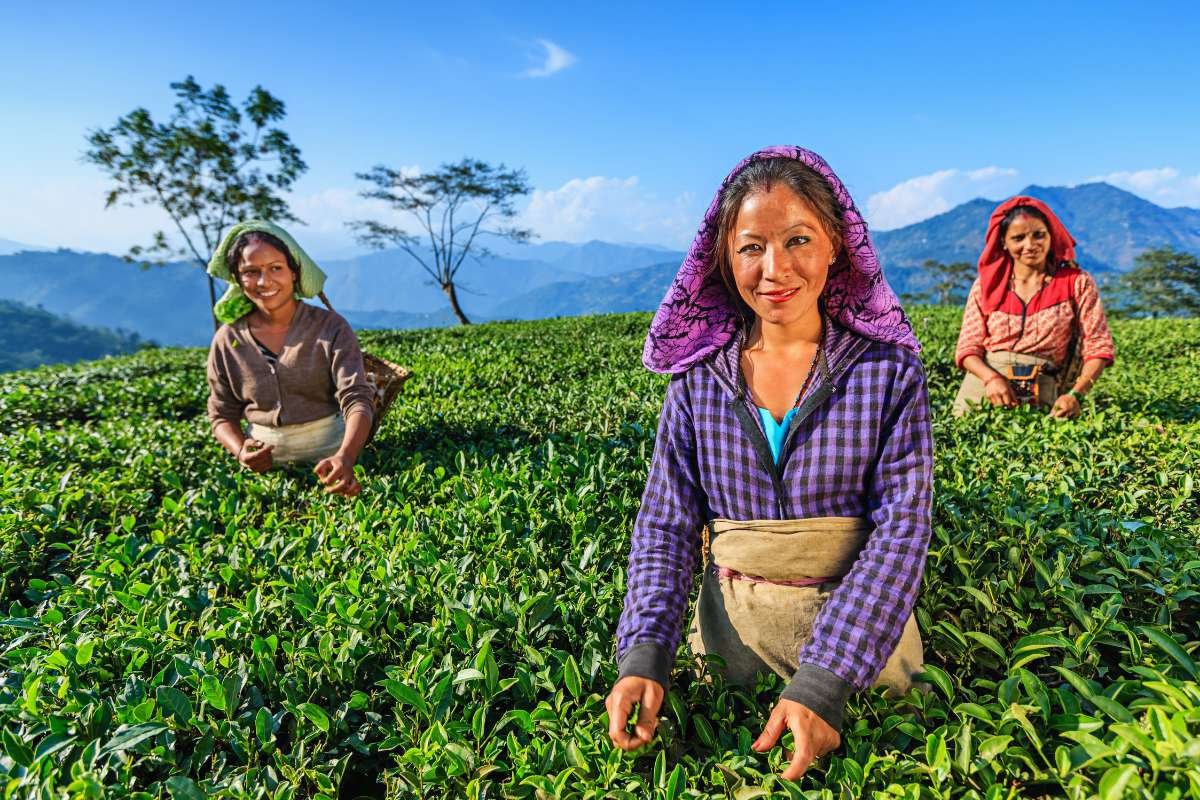 Why are these the 10 Largest Tea-Producing Countries in the World? Here is the Answer | Healthcare 360 Magazine