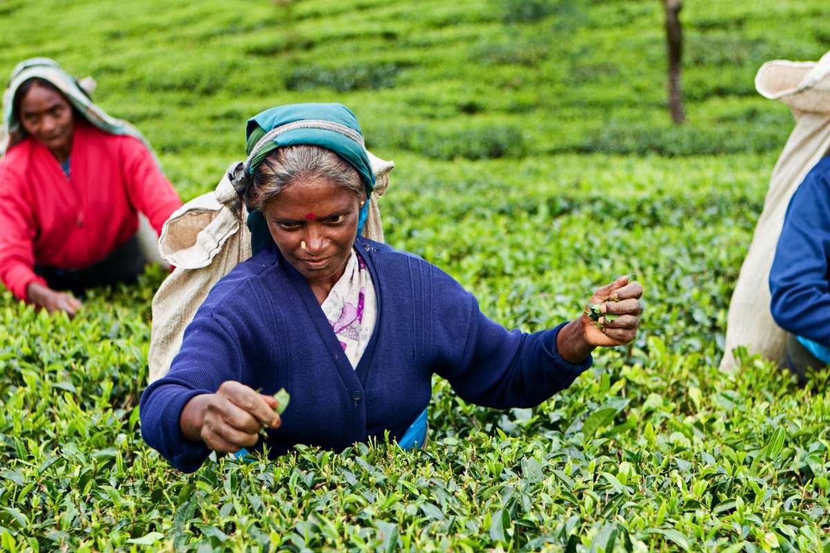 Why are these the 10 Largest Tea-Producing Countries in the World? Here is the Answer | Healthcare 360 Magazine
