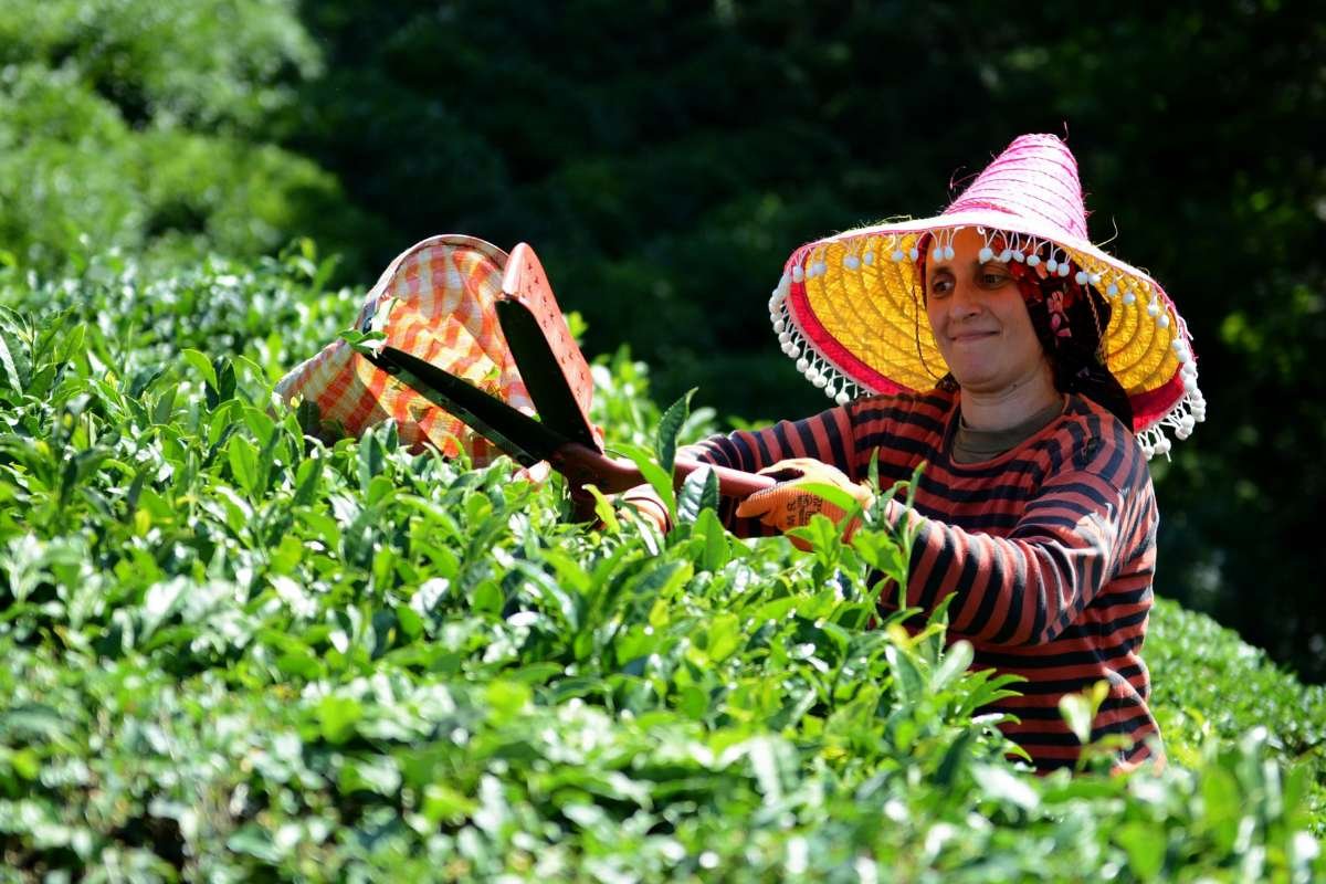 Why are these the 10 Largest Tea-Producing Countries in the World? Here is the Answer | Healthcare 360 Magazine