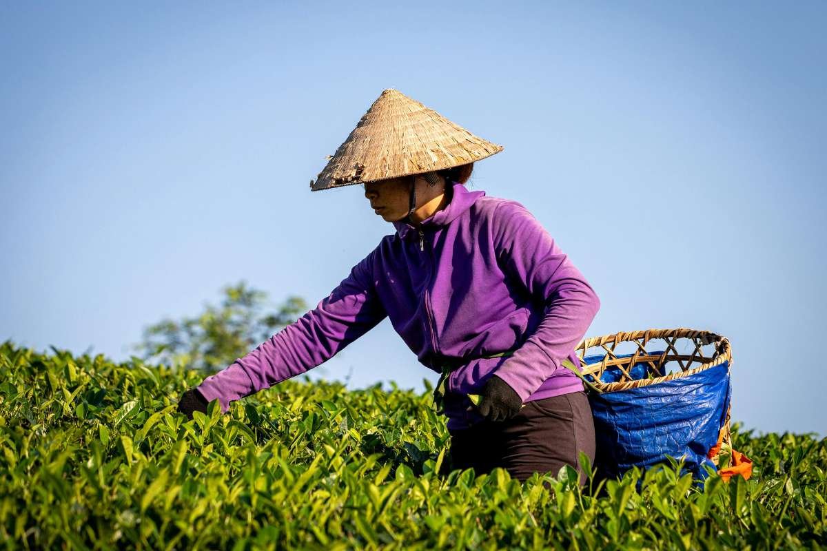 Why are these the 10 Largest Tea-Producing Countries in the World? Here is the Answer | Healthcare 360 Magazine