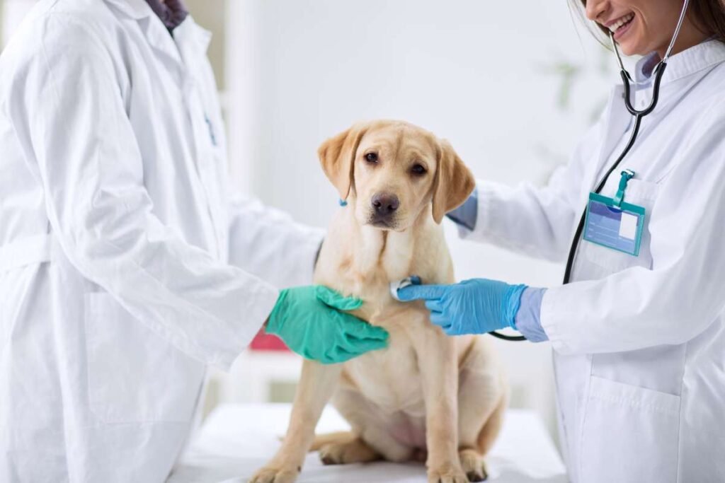 FDA Approves First Drug to Delay Congestive Heart Failure in Dogs