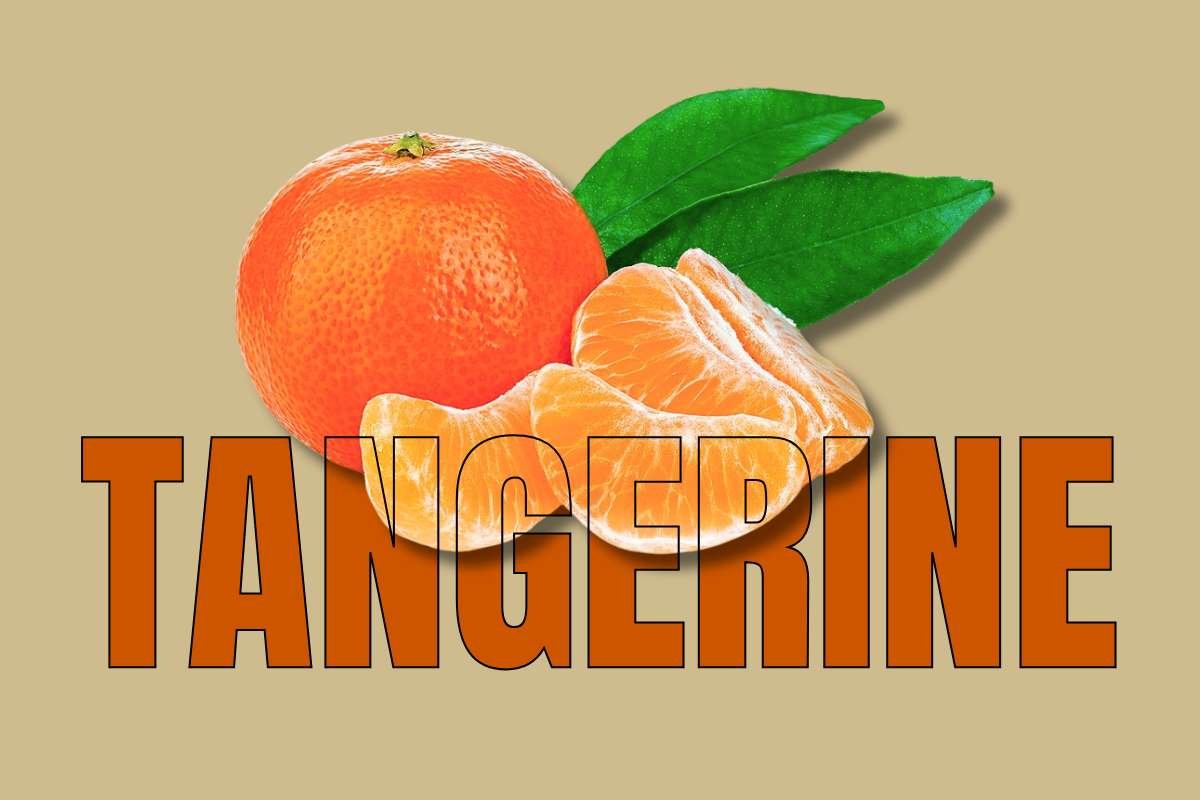 Healthiest Fruits: Top Picks for Daily Nutrition | Healthcare 360 Magazine