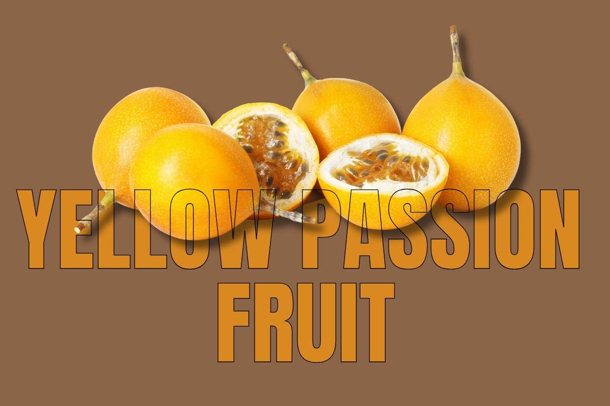 Healthiest Fruits: Top Picks for Daily Nutrition | Healthcare 360 Magazine