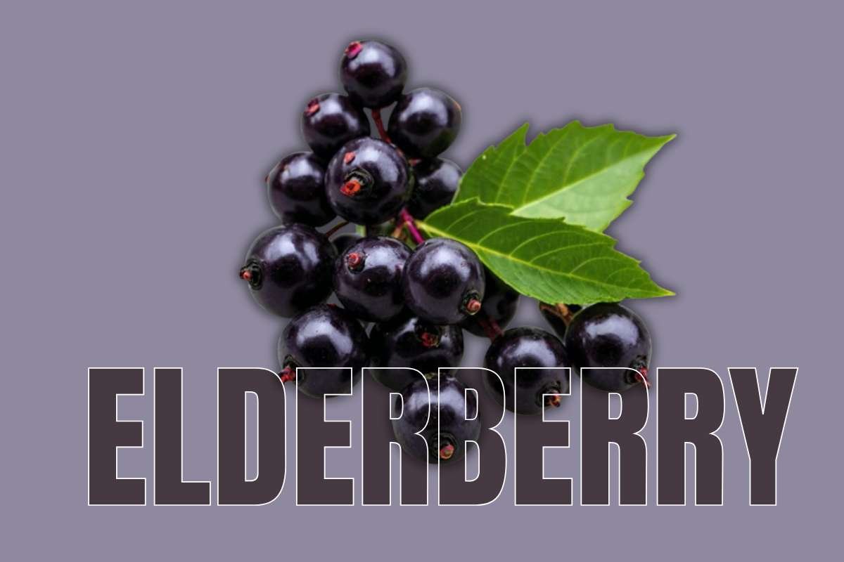 Healthiest Fruits: Top Picks for Daily Nutrition | Healthcare 360 Magazine