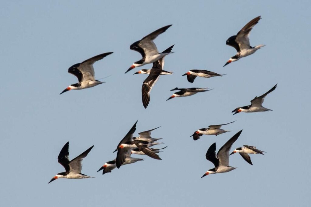 Source - eagle-eye.com