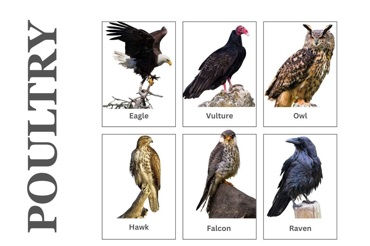 What Is Kosher? Simple Guide to Jewish Food Laws | Healthcare 360 Magazine