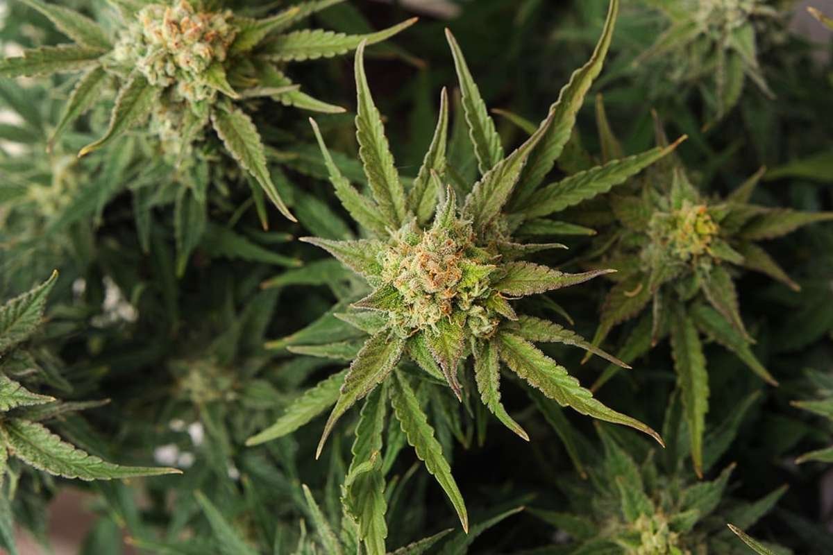 Sativa Bud vs Indica Bud: Key Differences Explained | Healthcare 360 Magazine