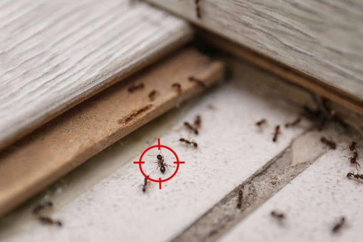 Flea Bite vs. Bed Bug Bite: Key Differences & Relief | Healthcare 360 Magazine