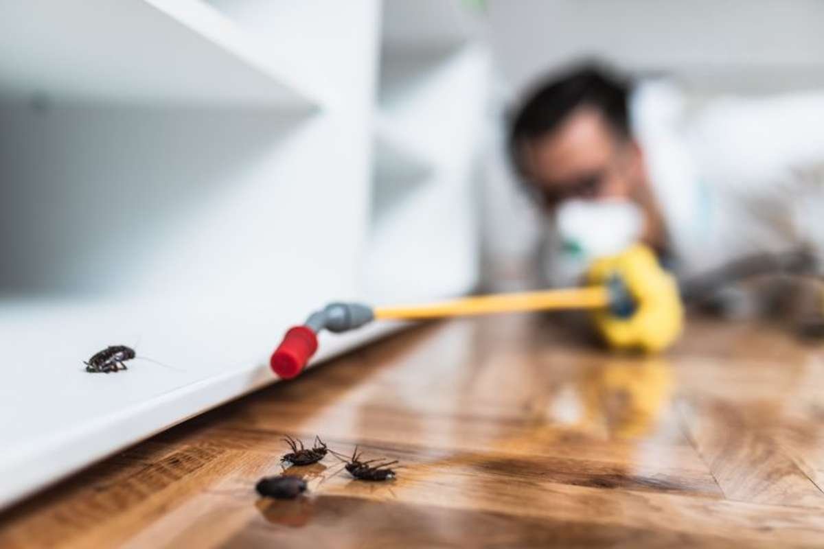 Flea Bite vs. Bed Bug Bite: Key Differences & Relief | Healthcare 360 Magazine