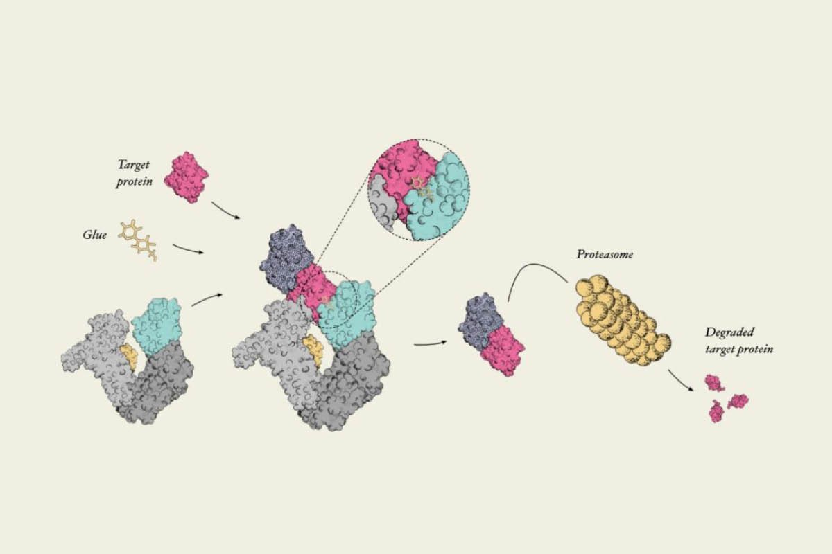 Targeted Protein Degradation Therapies and the Rise of Protein Erasers | Healthcare 360 Magazine