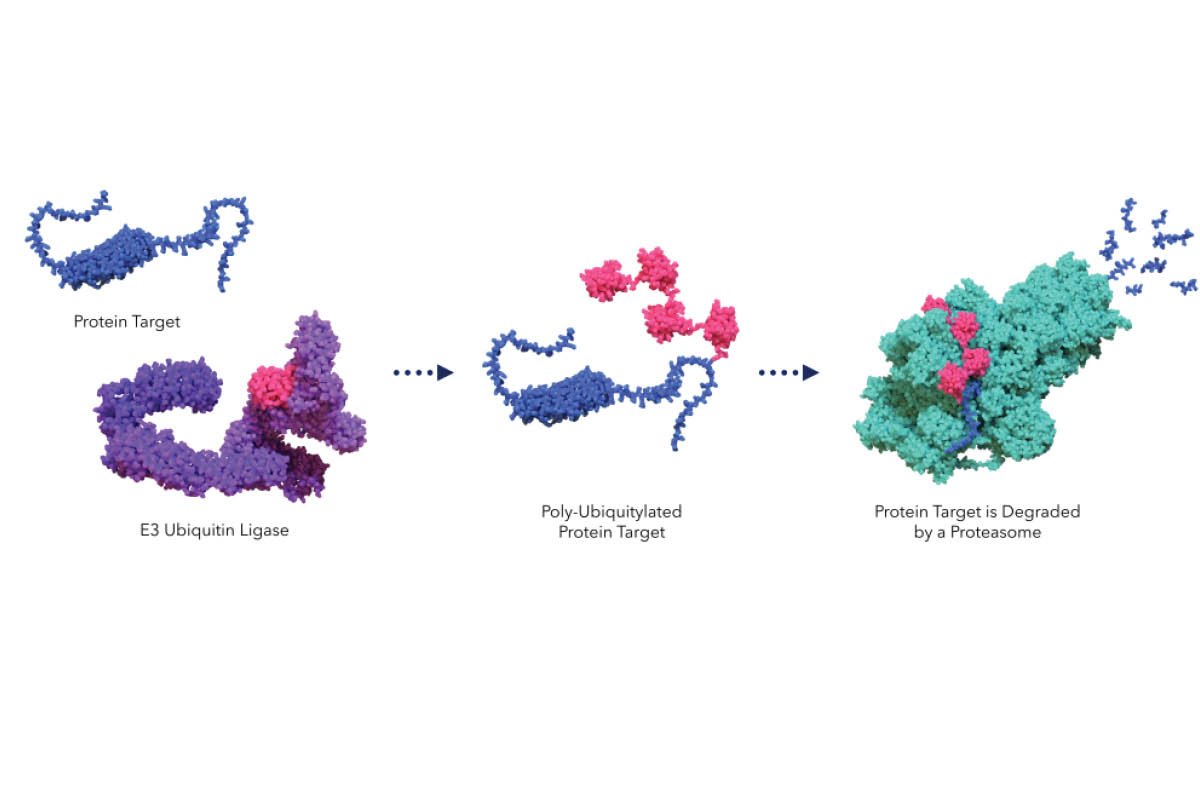 Targeted Protein Degradation Therapies and the Rise of Protein Erasers | Healthcare 360 Magazine