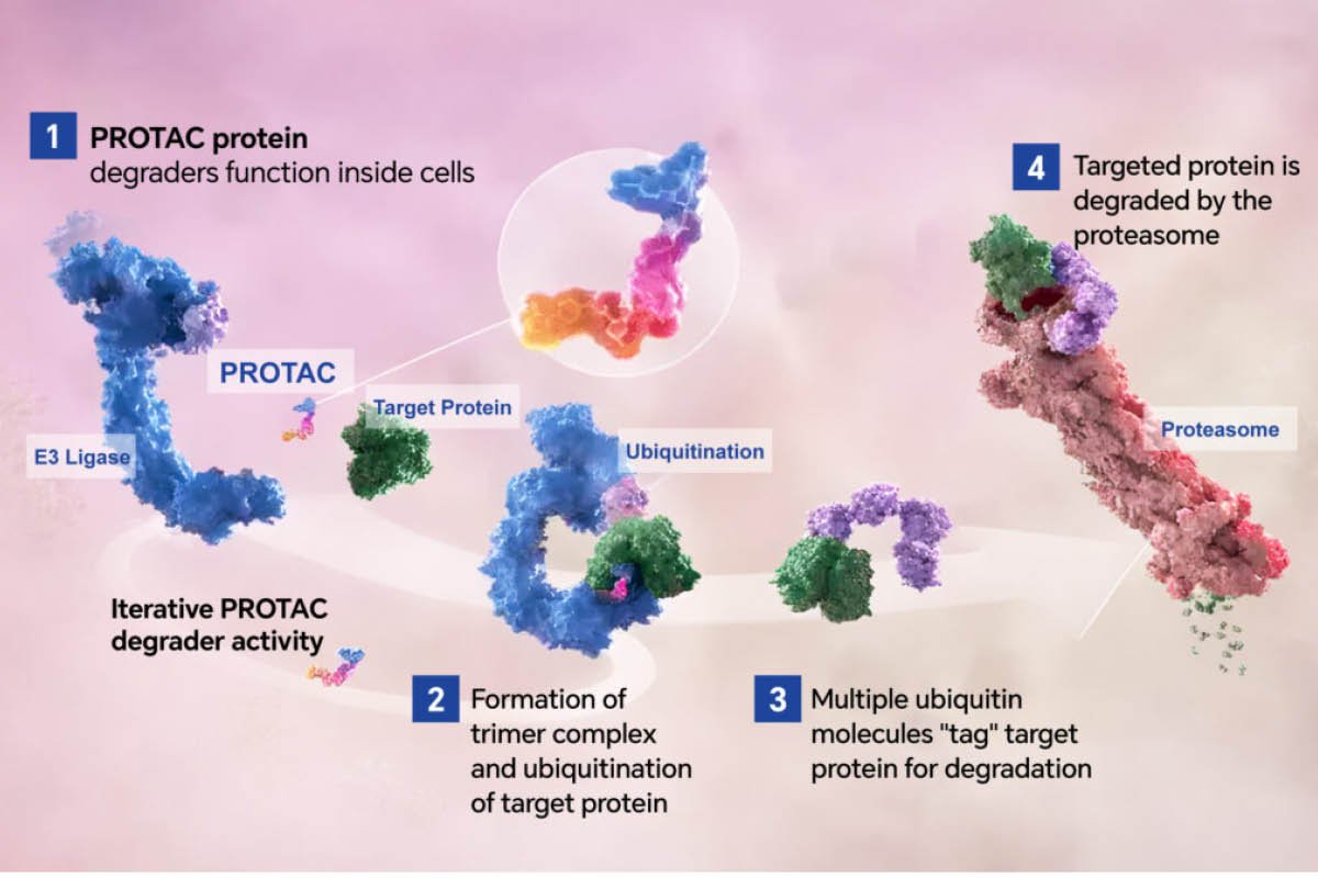 Targeted Protein Degradation Therapies and the Rise of Protein Erasers | Healthcare 360 Magazine