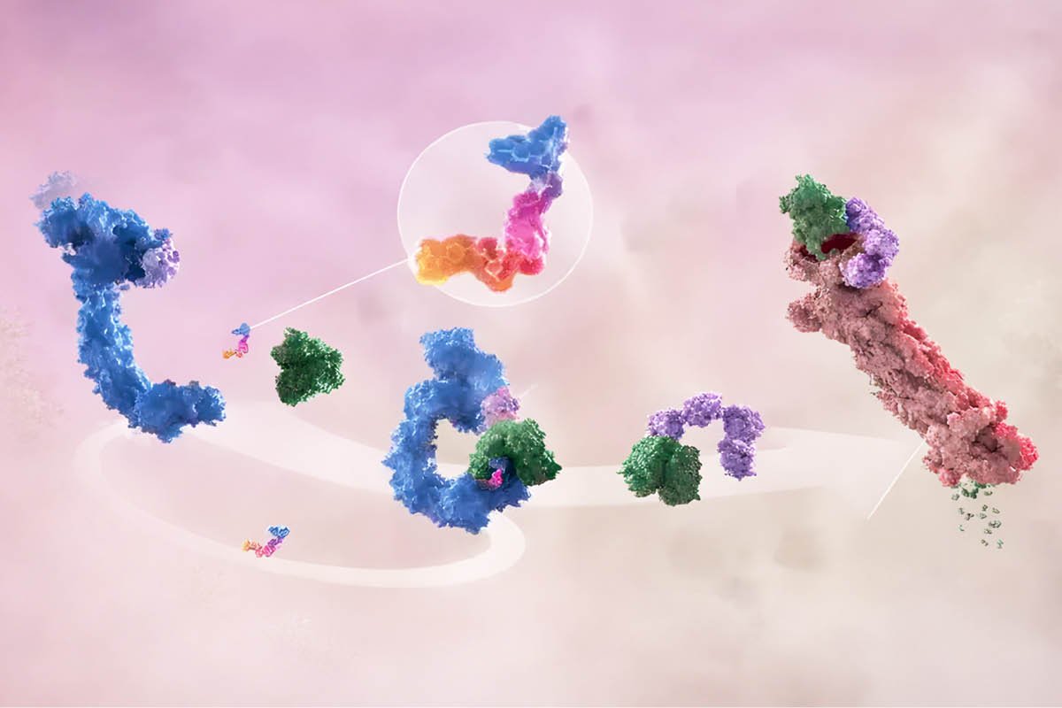 Targeted Protein Degradation Therapies and the Rise of Protein Erasers | Healthcare 360 Magazine