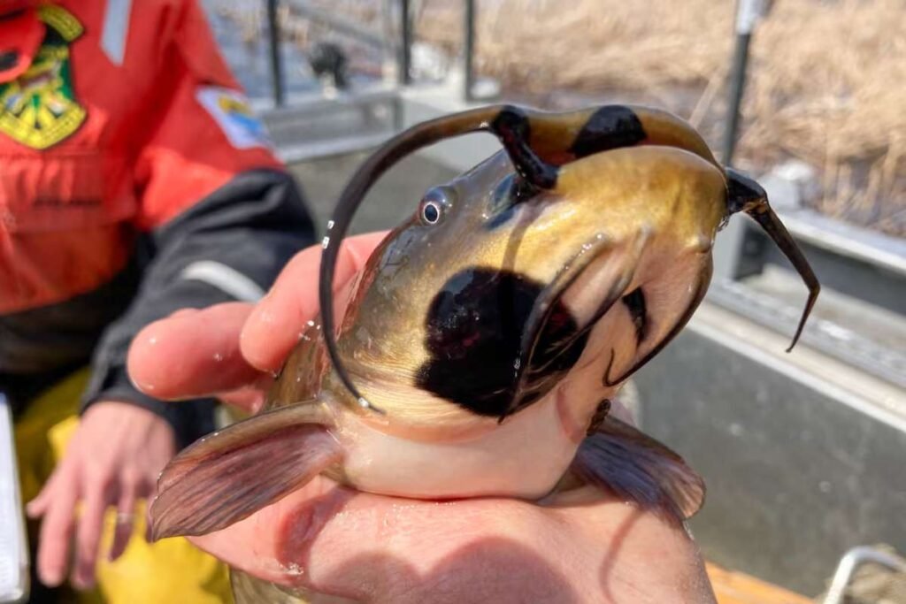 Source - cbc.ca