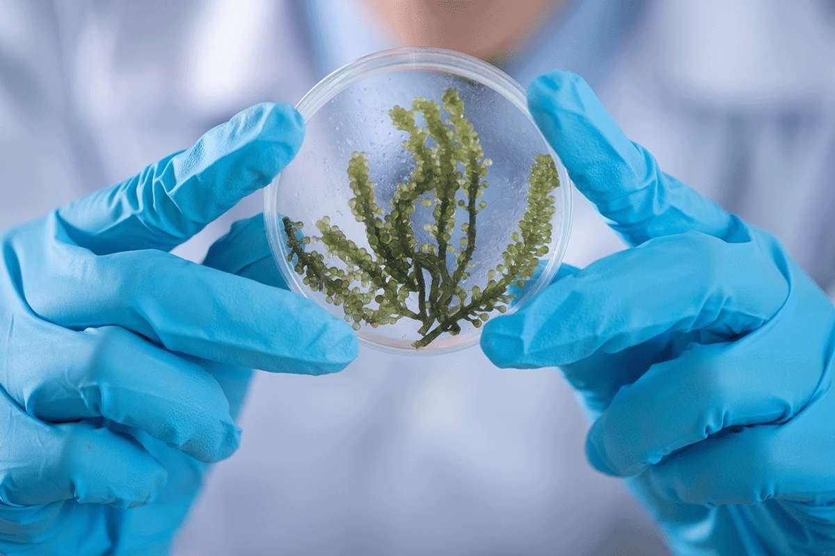Vitamin B12 Spirulina Developed With Active B12 Comparable To Beef | Healthcare 360 Magazine