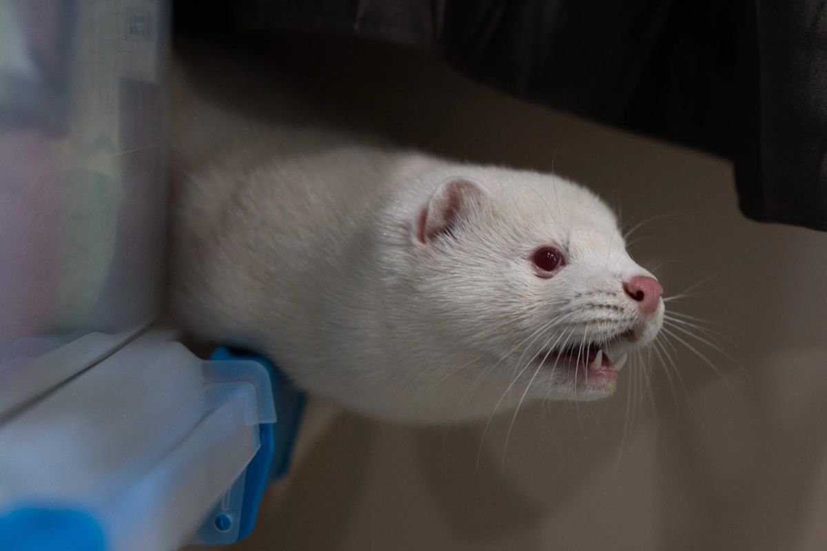 Bird Flu Outbreak at Utah Mink Farm Raises Fears of Future Pandemic | Healthcare 360 Magazine